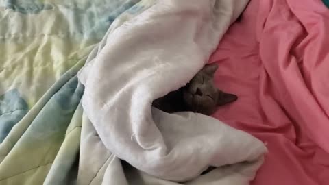 Ricky the Cat Sleeps in Bed like a Human