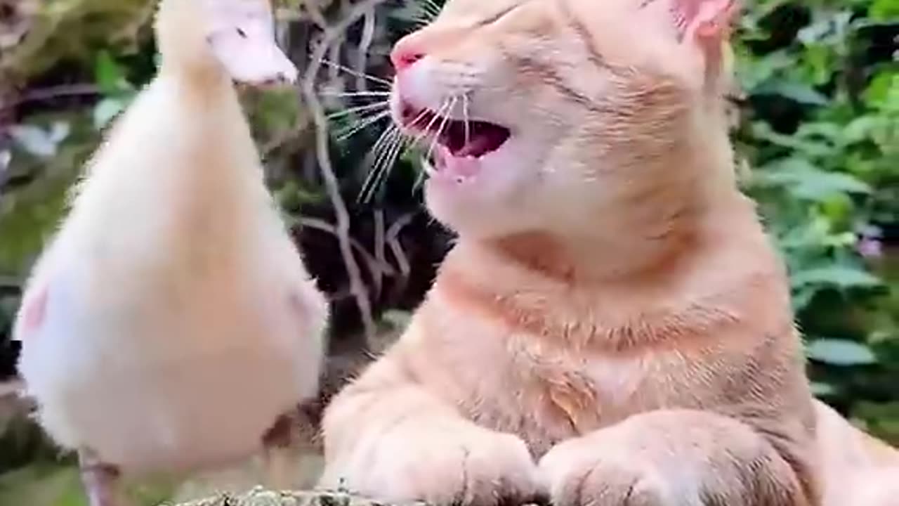 Look what these funny animals are capable of doing!!
