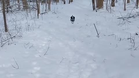 Snow + dog