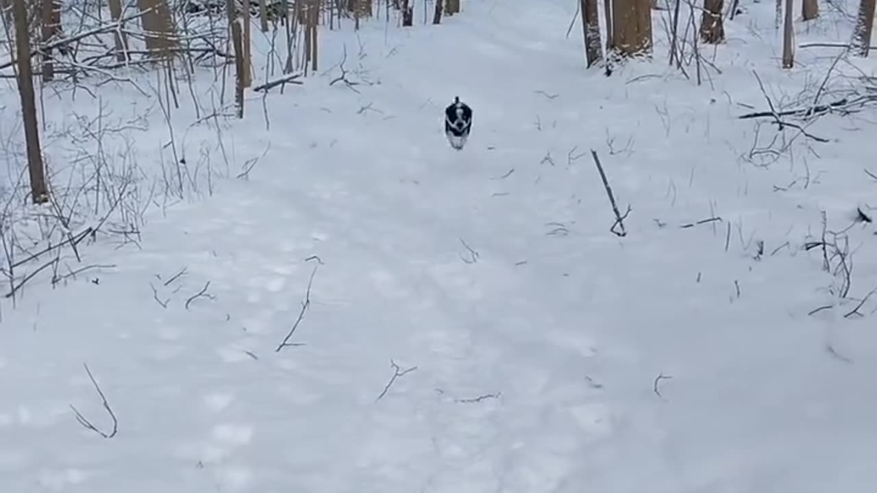 Snow + dog