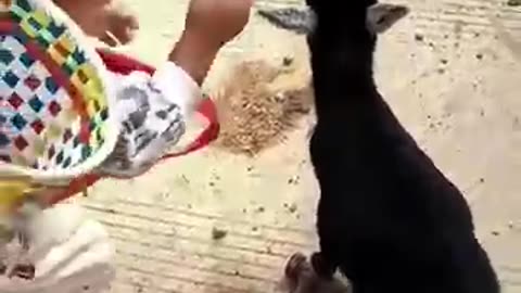 Funny video dog