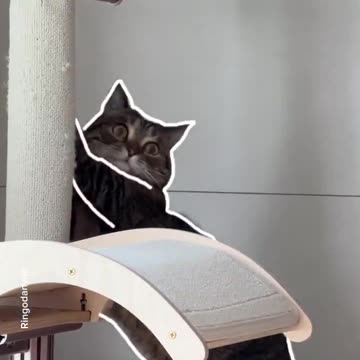 Capture your cat‘s cutest moments!📸