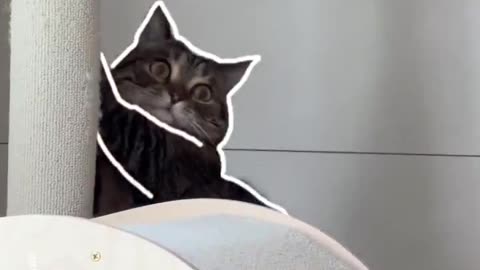 Capture your cat‘s cutest moments!📸 