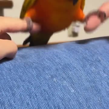 Parrots Doing People Things_ Walking, Talking, and Even Working Out! #birds #funny