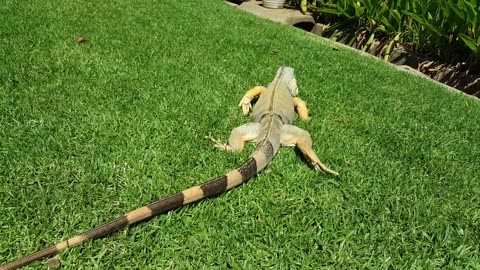 Green Iguana Harley Exploring!