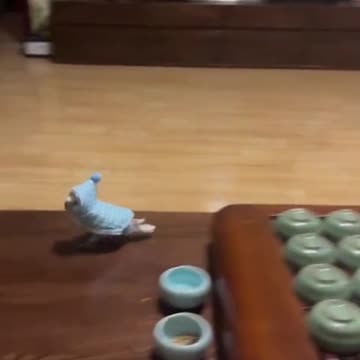 Parrot in a Cape Running Around