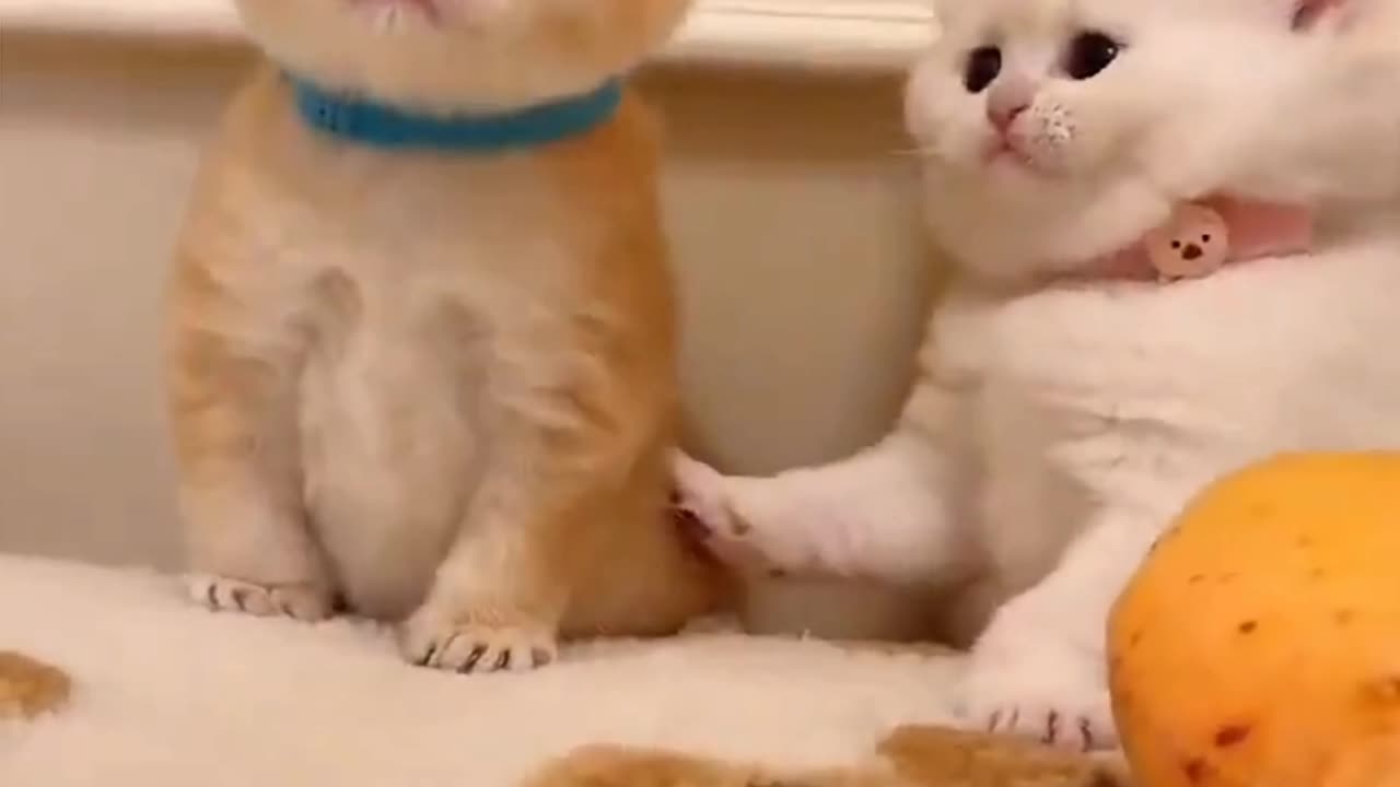 😂 When Your Bestie is Just a Little Too Aggressive! | Funny Cats 🐱