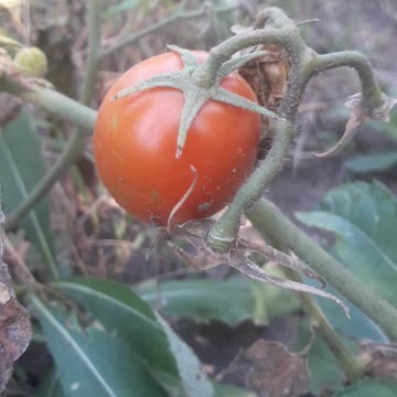 Tomato as it is