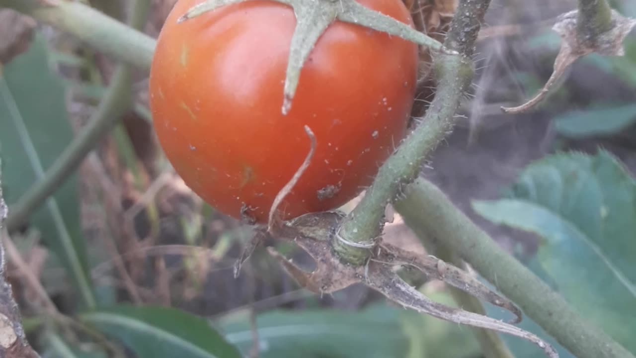 Tomato as it is