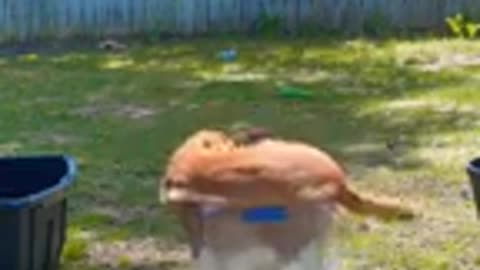 dogs
