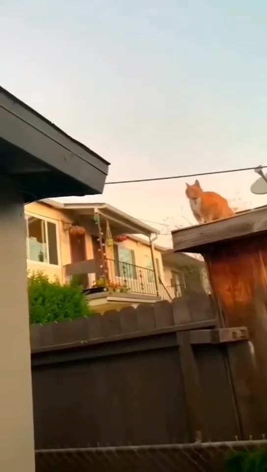 Cute and funny Animal fails