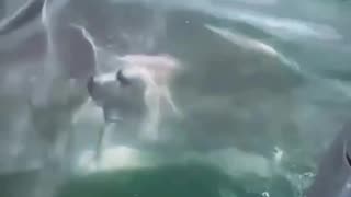 Un gran tiburón blanco atacó un barco en la costa de Jacksonville Beach