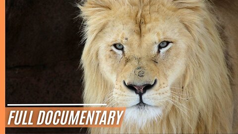 Lions - Fight for Survival _ Full Documentary