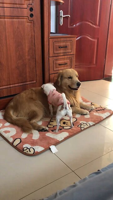 They are so busy... #animals' confusing behavior #cute pets Debut plan #dog