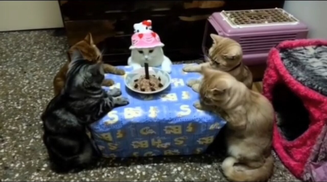 Birthday Party: A Group of Kittens Celebrating Together!"