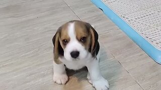 Amazing dogs 🐶 trending video