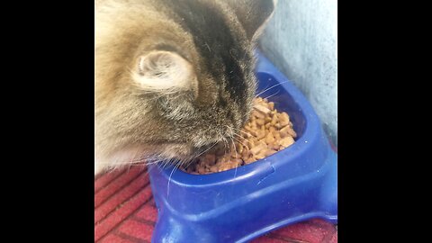 kitty Krunch!🐱🐈