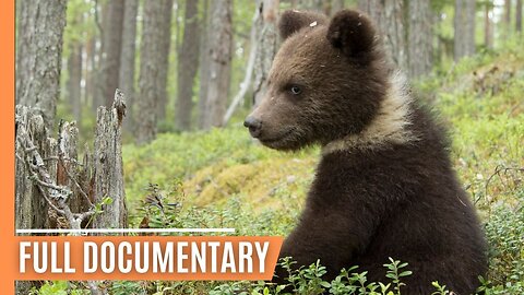 Taiga Awakening - Bears_ Grouse and Golden Waves _ Full Documentary