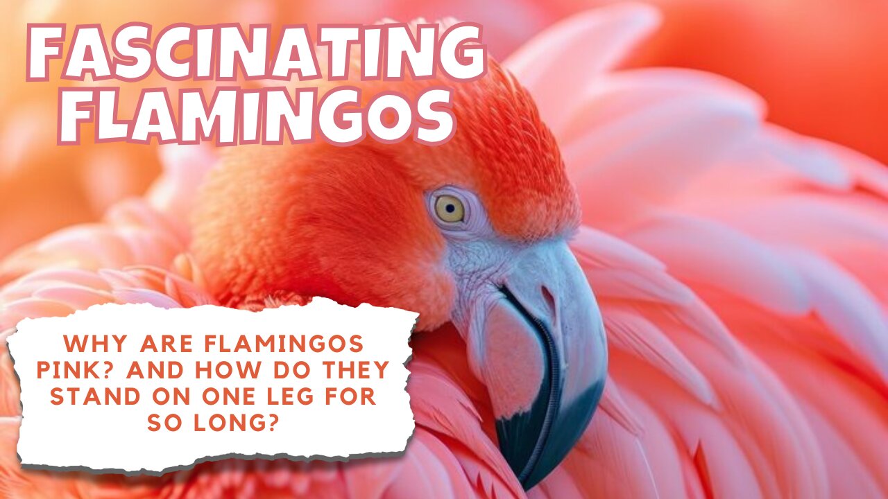 Why Flamingos Are More Than Just Pink Birds | Fascinating Flamingo Facts