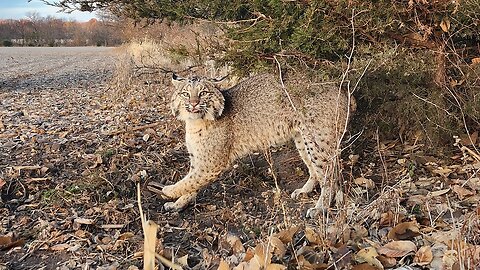 TRAPPING IOWA: Huge Tom BOBCAT and 3 COYOTE Day! | S5 Ep8