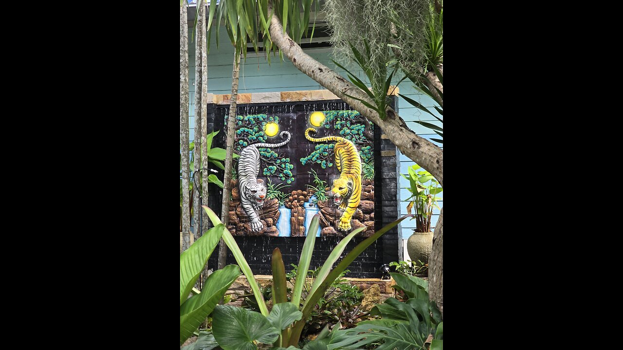 Petting a Bengal Tiger 🐅 😳