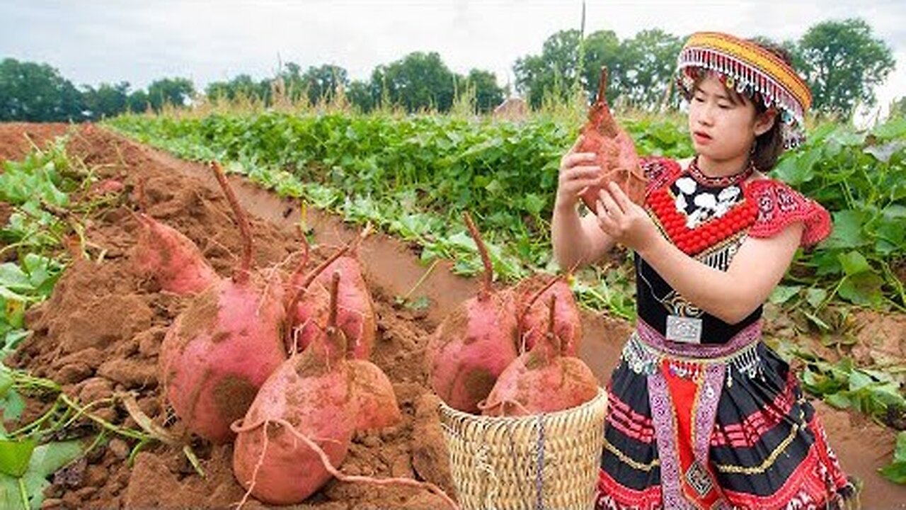 17-year-old ethnic girl harvests sweet potatoes - Mountain VN