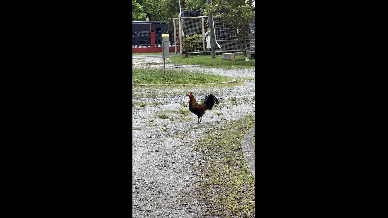 Wild Puerto Rican Rooster Crowing