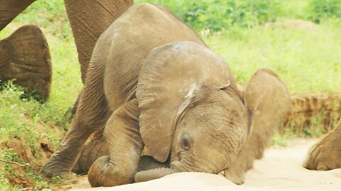 Baby Elephants are So Clumsy