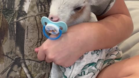 Baby Goat In Pajamas Loves Binky