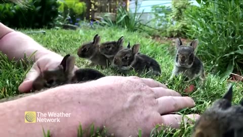 OMG! 🐰 Man Charms 6 Adorable Baby Bunnies from His Garden – How CUTE They Are! 😍🌸