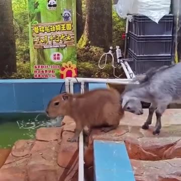 Go take a swim... I'll help you