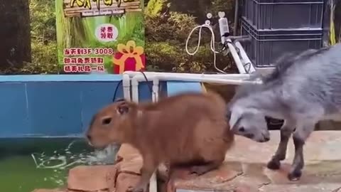 Go take a swim... I'll help you
