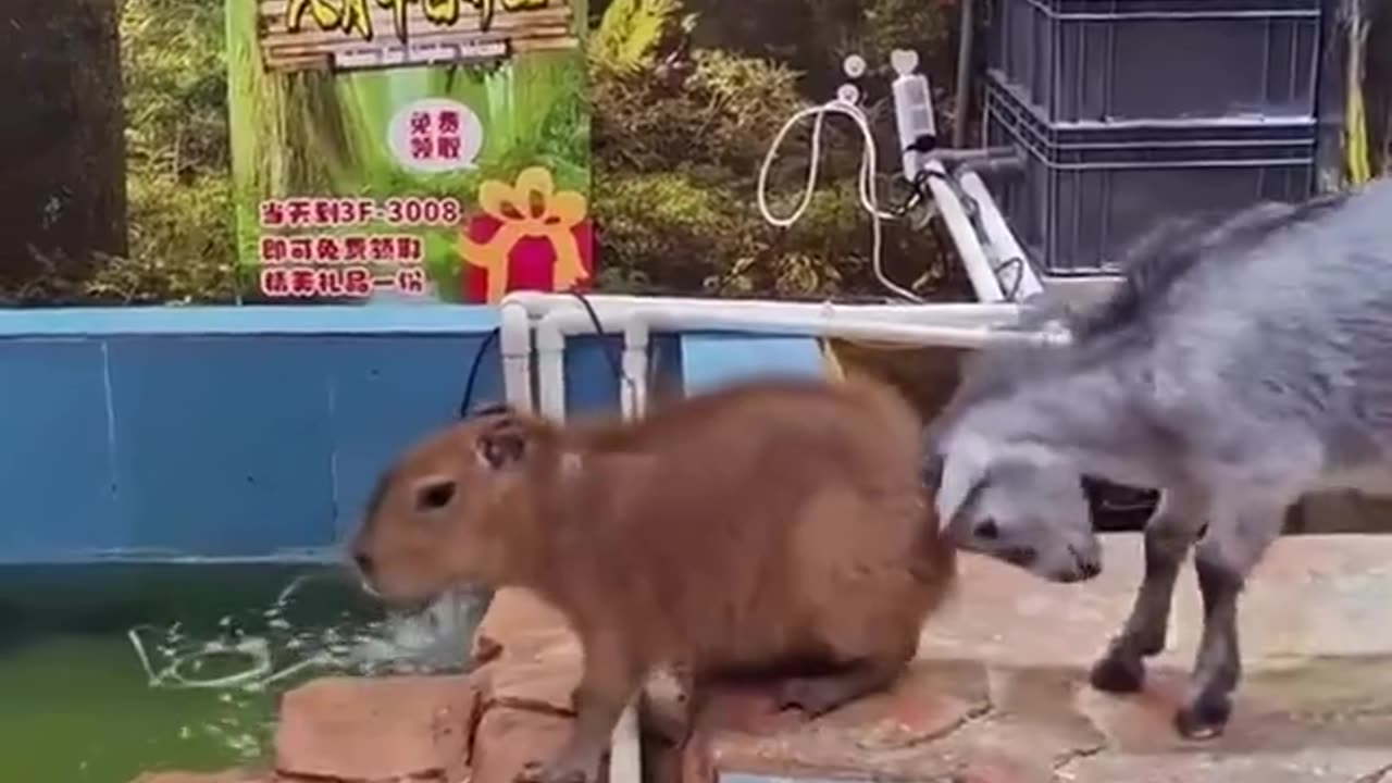 Go take a swim... I'll help you