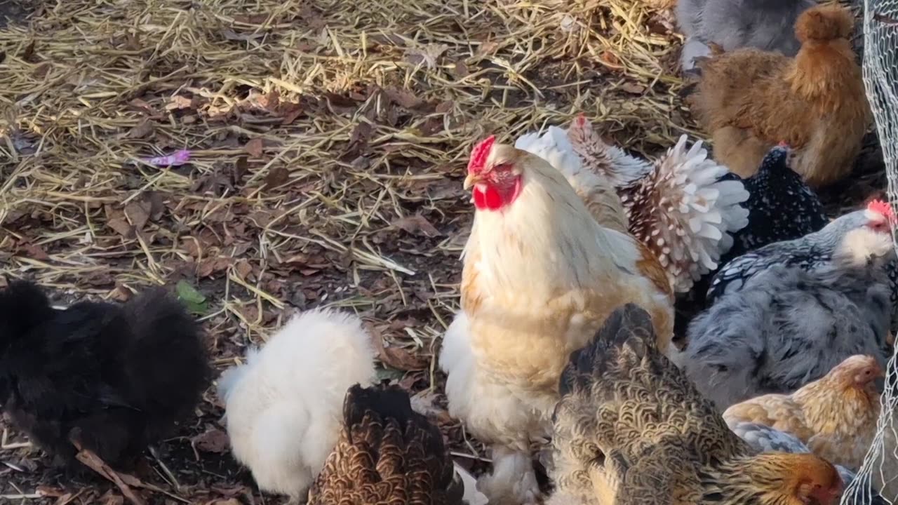 Chickens In North Wales.