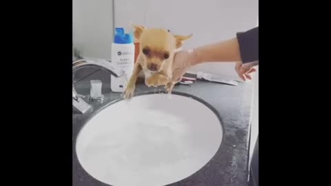 Very Cyut Dog Fanny moments video