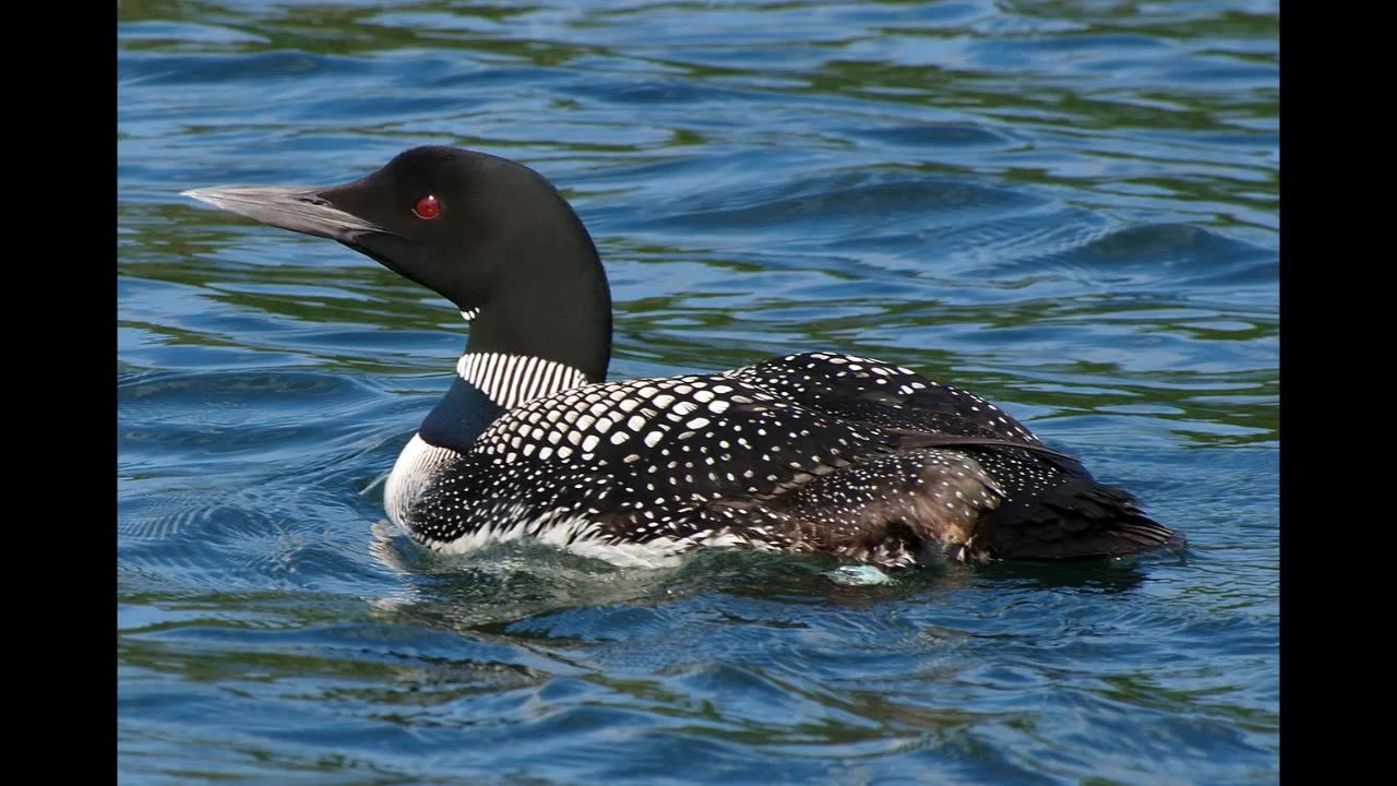 Lord Winter - Loon