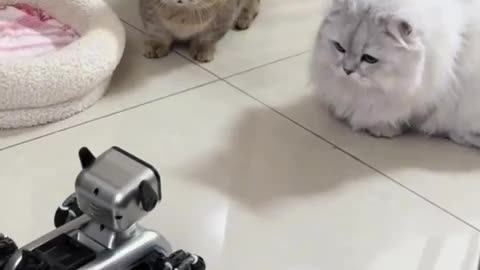 Robot Interacts with Cat – You Won’t Believe the Reaction