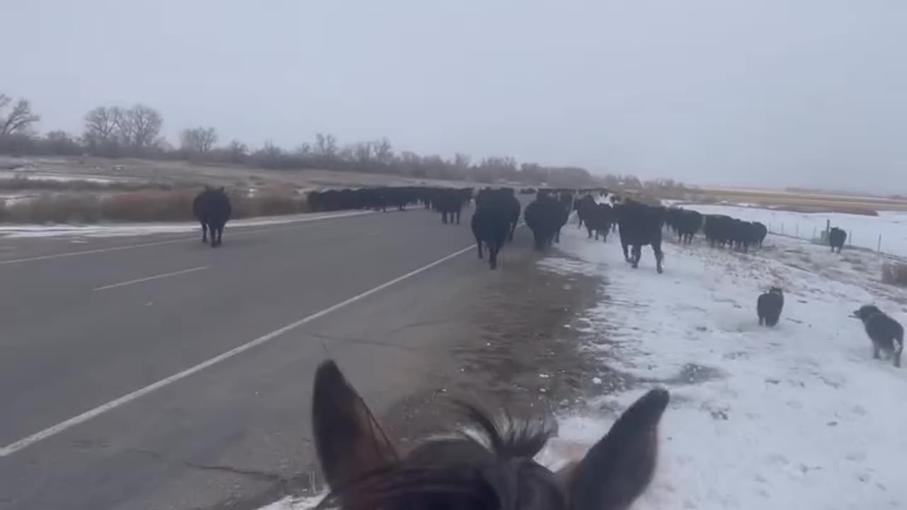 Living that Ranch Life.. Amazing. cartercountrymeats.com