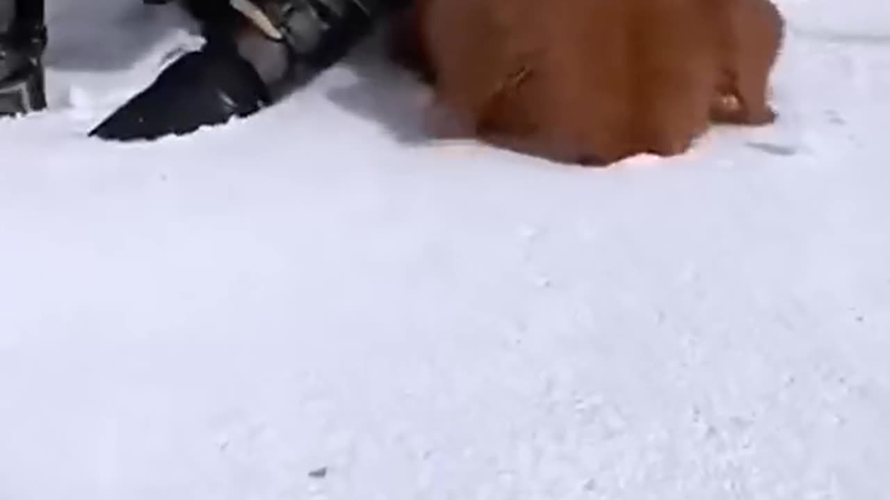 Animals funny video 11