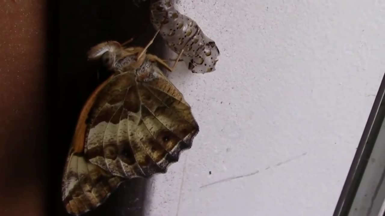 Freshly Hatched Butterfly Next To It's Chrysalis