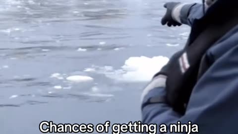 Ninja Penguins: Low Chance, Not Zero! Hilarious Meme Alert