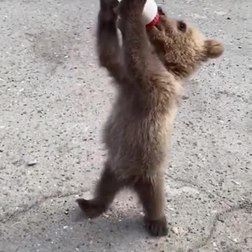 Teddy bear drinking milk- Sweetheart