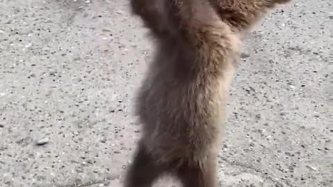 Teddy bear drinking milk- Sweetheart