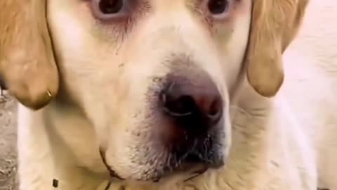 The extreme expression of a single dog seeing a beautiful woman.