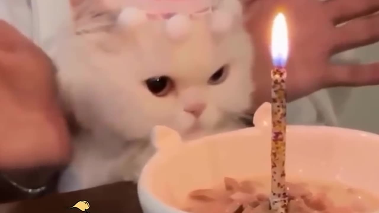 Funny animals video