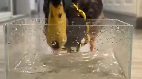 “Shocking! Duck Swiftly Eats a Tiny Fish – Must Watch!”