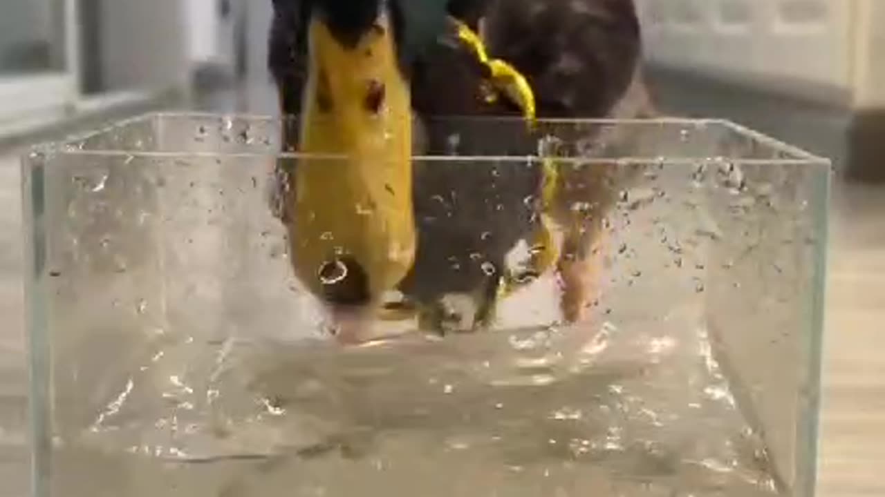 “Shocking! Duck Swiftly Eats a Tiny Fish – Must Watch!”