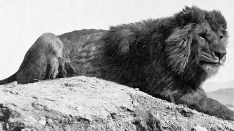 The Untold Story of Juno: The Lion Who Defeated 13 Tigers!