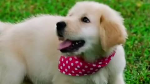 Dog video, Dog playing