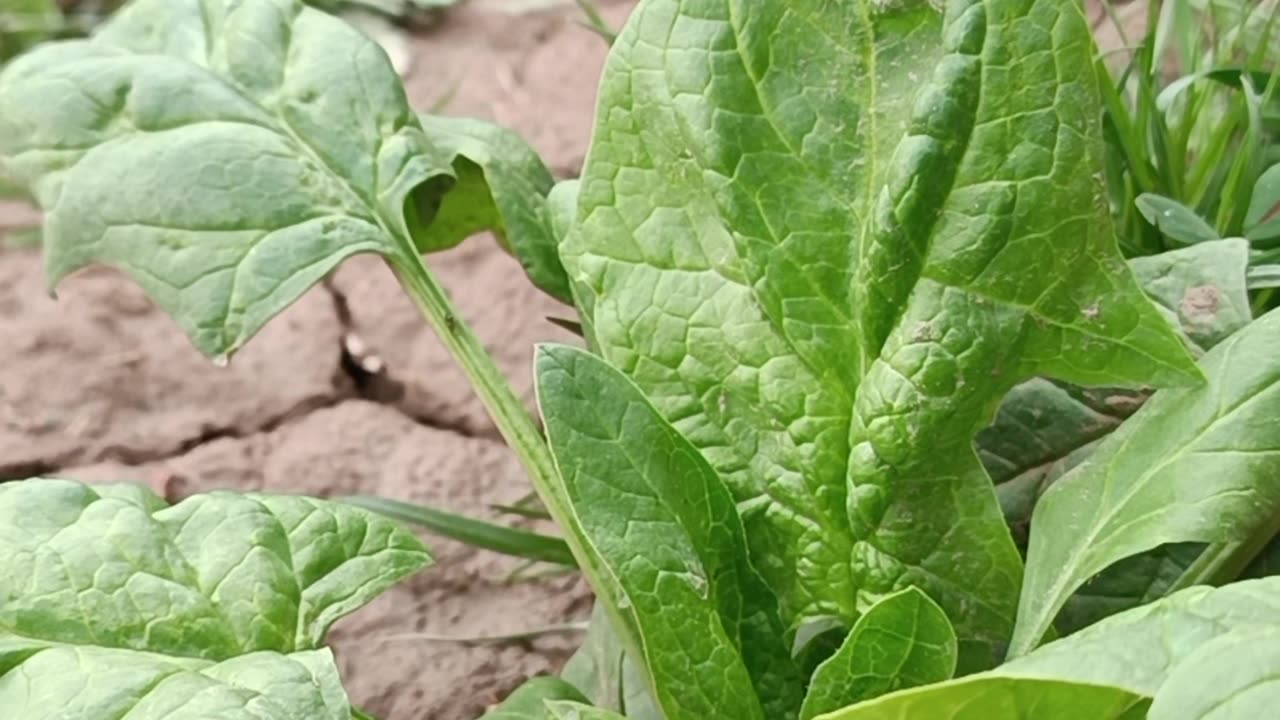 Growing Spinach Plant in Farm Soil